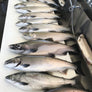 Baker’s Dozen Custom Coho Salmon Pack